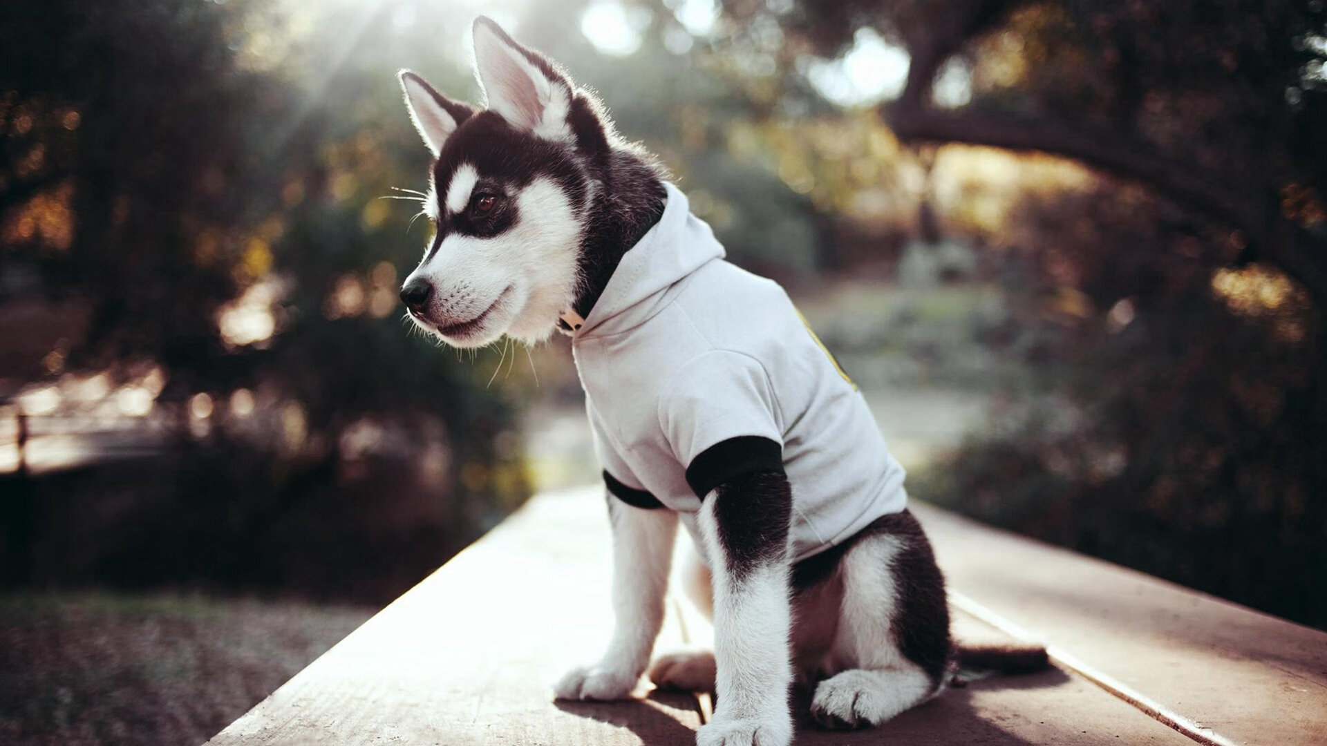 《泰晤士报》：荷兰女足在预选赛中与德国队激战，荷兰女足小组赛