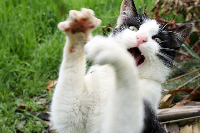 《新兴游戏类型爆发:卡牌、模拟、休闲成电竞新宠》,新型的游戏