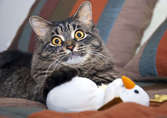 半决赛前瞻：阿根廷迎战荷兰，阿根廷对荷兰集锦